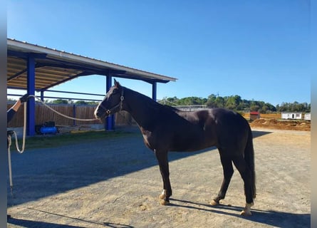 Westfaliano, Caballo castrado, 5 años, 166 cm, Negro