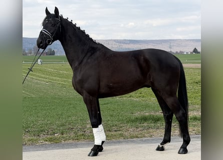 Westfaliano, Caballo castrado, 5 años, 166 cm, Negro