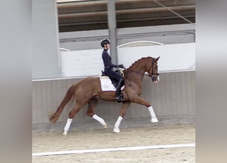 Westfaliano, Caballo castrado, 5 años, 167 cm, Alazán-tostado