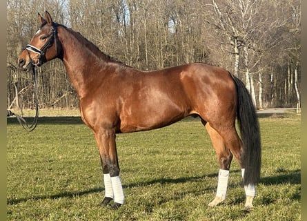 Westfaliano, Caballo castrado, 5 años, 167 cm, Castaño