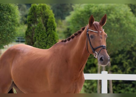 Westfaliano, Caballo castrado, 5 años, 168 cm, Alazán