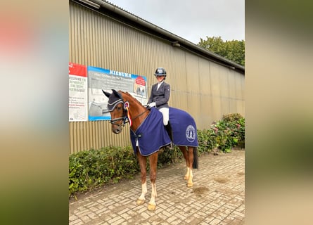 Westfaliano, Caballo castrado, 5 años, 168 cm, Alazán-tostado