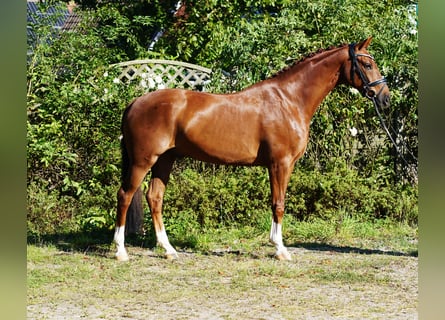 Westfaliano, Caballo castrado, 5 años, 168 cm, Alazán-tostado