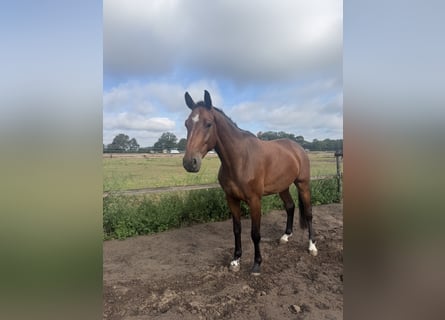 Westfaliano, Caballo castrado, 5 años, 168 cm, Castaño