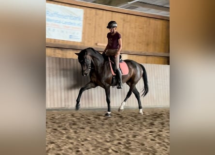 Westfaliano, Caballo castrado, 5 años, 168 cm, Castaño oscuro