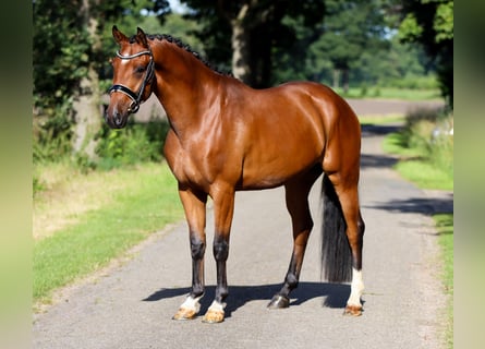 Westfaliano, Caballo castrado, 5 años, 168 cm, Negro