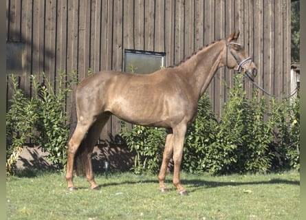 Westfaliano, Caballo castrado, 5 años, 169 cm, Alazán-tostado
