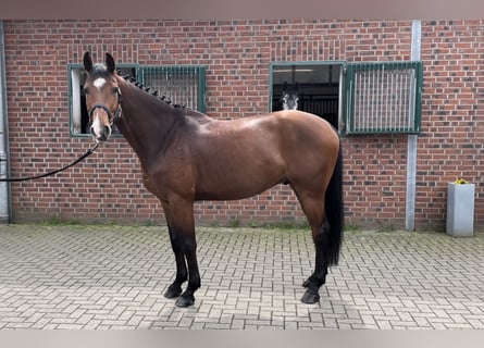 Westfaliano, Caballo castrado, 5 años, 169 cm