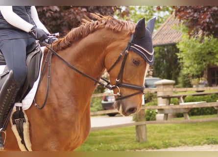 Westfaliano, Caballo castrado, 5 años, 170 cm, Alazán-tostado