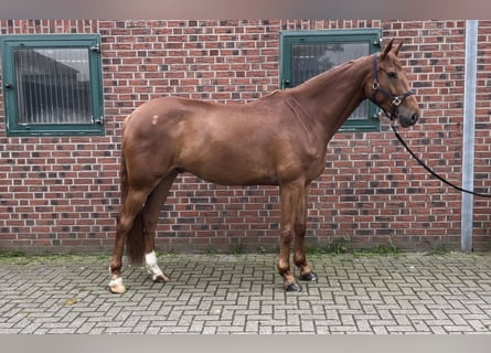 Westfaliano, Caballo castrado, 5 años, 170 cm, Alazán-tostado