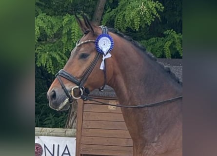 Westfaliano, Caballo castrado, 5 años, 172 cm, Castaño