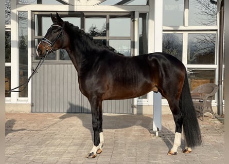 Westfaliano, Caballo castrado, 5 años, 172 cm, Castaño oscuro