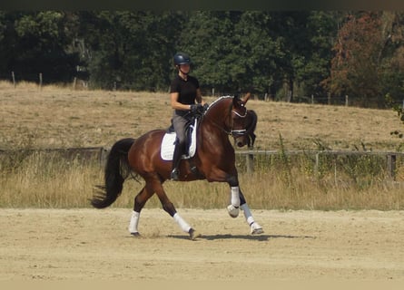 Westfaliano, Caballo castrado, 5 años, 173 cm, Castaño