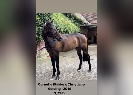 Westfaliano, Caballo castrado, 5 años, 173 cm, Castaño