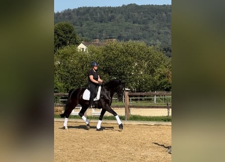 Westfaliano, Caballo castrado, 5 años, 173 cm, Negro