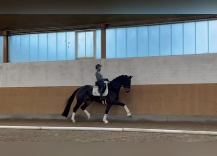 Westfaliano, Caballo castrado, 5 años, 174 cm, Castaño oscuro