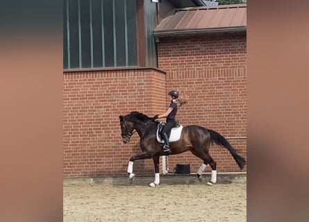 Westfaliano, Caballo castrado, 5 años, 175 cm, Castaño oscuro