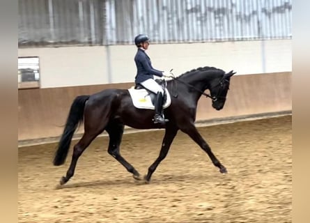 Westfaliano, Caballo castrado, 5 años, 183 cm, Negro