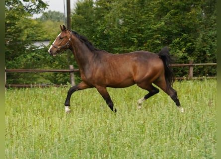 Westfaliano, Caballo castrado, 5 años, Castaño