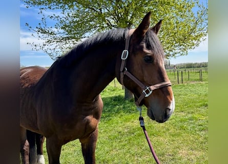Westfaliano, Caballo castrado, 5 años, Castaño