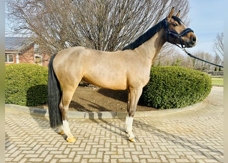 Westfaliano, Caballo castrado, 5 años, Tordo