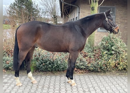 Westfaliano, Caballo castrado, 6 años, 163 cm, Castaño