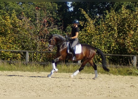 Westfaliano, Caballo castrado, 6 años, 166 cm, Castaño oscuro