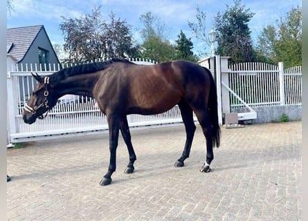 Westfaliano, Caballo castrado, 6 años, 167 cm, Castaño