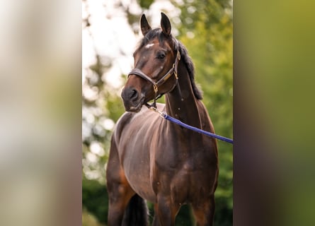 Westfaliano, Caballo castrado, 6 años, 167 cm, Castaño oscuro