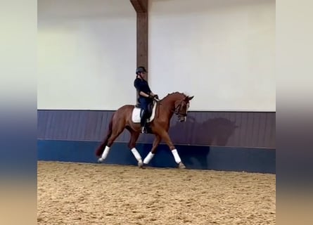 Westfaliano, Caballo castrado, 6 años, 168 cm, Alazán