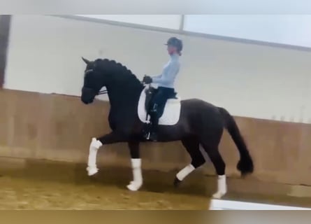 Westfaliano, Caballo castrado, 6 años, 168 cm, Alazán-tostado