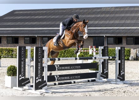 Westfaliano, Caballo castrado, 6 años, 168 cm