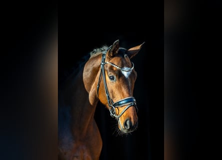 Westfaliano, Caballo castrado, 6 años, 168 cm, Castaño