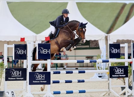 Westfaliano, Caballo castrado, 6 años, 168 cm, Castaño