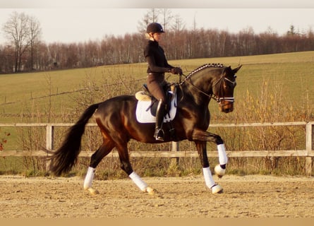 Westfaliano, Caballo castrado, 6 años, 168 cm, Castaño oscuro