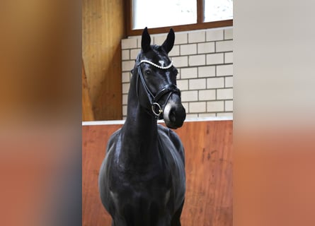 Westfaliano, Caballo castrado, 6 años, 168 cm, Morcillo