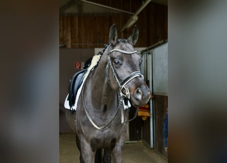 Westfaliano, Caballo castrado, 6 años, 168 cm, Negro