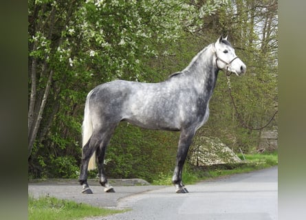 Westfaliano, Caballo castrado, 6 años, 168 cm, Tordo