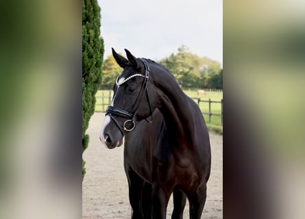 Westfaliano, Caballo castrado, 6 años, 169 cm, Negro