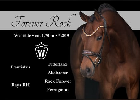 Westfaliano, Caballo castrado, 6 años, 170 cm, Castaño