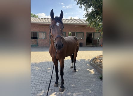 Westfaliano, Caballo castrado, 6 años, 170 cm, Castaño
