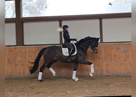 Westfaliano, Caballo castrado, 6 años, 170 cm, Castaño oscuro