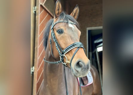 Westfaliano, Caballo castrado, 6 años, 172 cm, Castaño