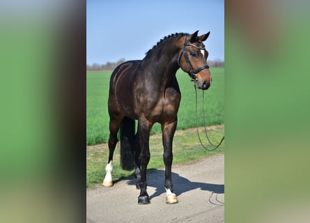 Westfaliano, Caballo castrado, 6 años, 173 cm, Castaño