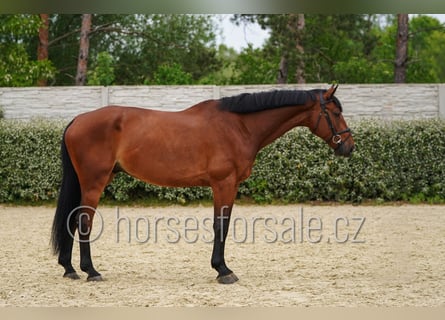 Westfaliano, Caballo castrado, 6 años, 173 cm, Castaño