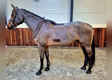 Westfaliano, Caballo castrado, 6 años, 173 cm, Castaño oscuro