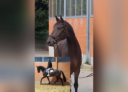 Westfaliano, Caballo castrado, 6 años, 177 cm, Morcillo