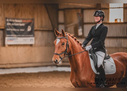 Westfaliano, Caballo castrado, 6 años, 178 cm, Alazán