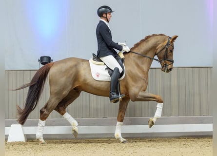 Westfaliano, Caballo castrado, 6 años, Alazán