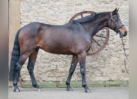 Westfaliano, Caballo castrado, 7 años, 150 cm, Castaño oscuro